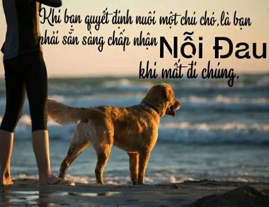 slogan hay về chó