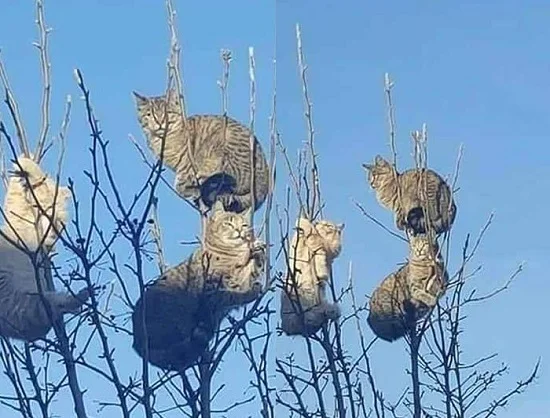 tuѕ về mèo
