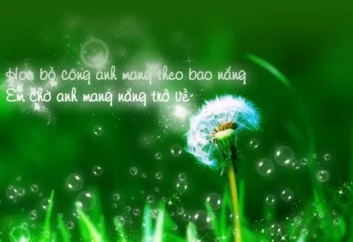 câu nói về hoa