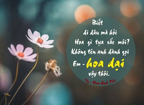hoa dại